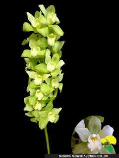 Cymbidium Kal Pollin Ice.jpg